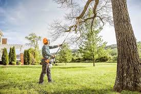 Best Tree Health Inspection  in Rocky Mount, NC