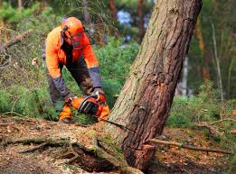 Best Root Management and Removal  in Rocky Mount, NC